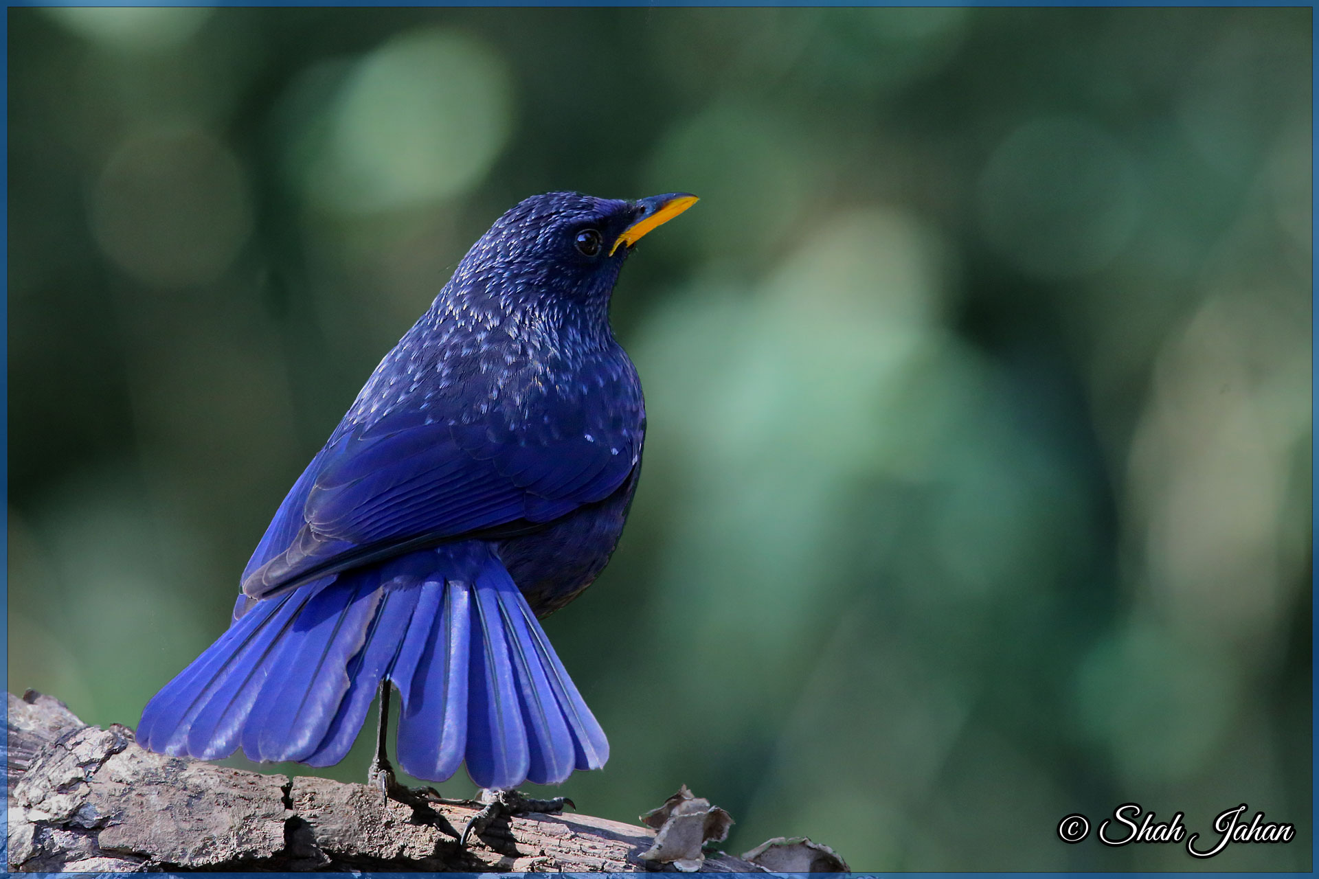 Синяя птица под. Лиловый Дрозд (Myophonus caeruleus). Синяя птица. Обыкновенная синяя птица. Большие синие птицы.
